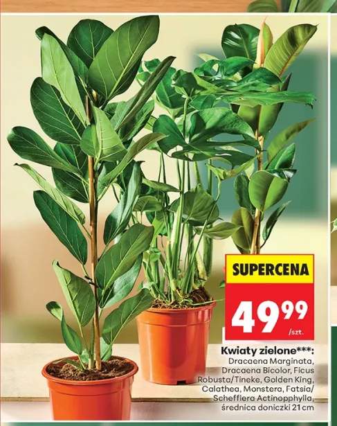 Kwiaty zielone Dracaena Marginata +8 wariantów
