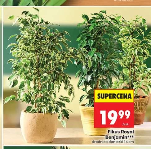 Fikus Royal Benjamin