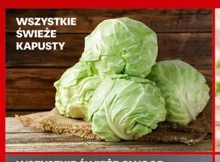 Świeże kapusty