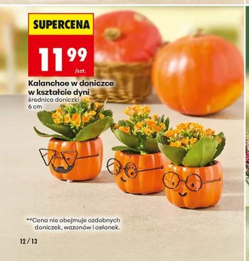 Kalanchoe w doniczce w kształcie dyni