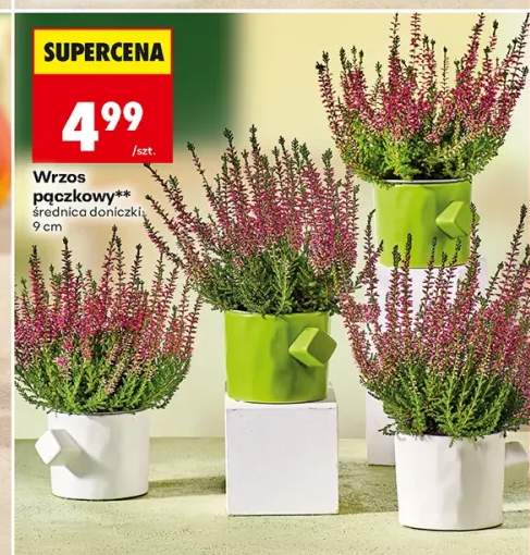 Wrzos pączkowy