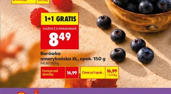 Borówka amerykańska XL