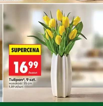 Tulipan 9-pak wysokość 35 cm
