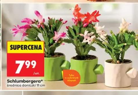 Schlumbergera średnica doniczki 11 cm