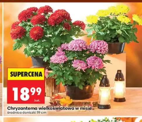 Chryzantema wielkokwiatowa w misie