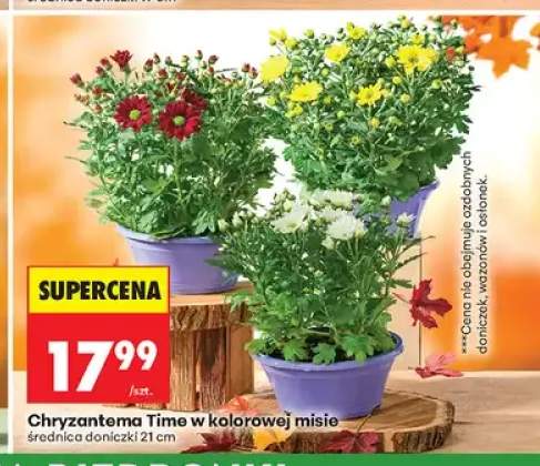 Chryzantema Time w kolorowej misie