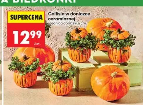 Callisia w doniczce ceramicznej