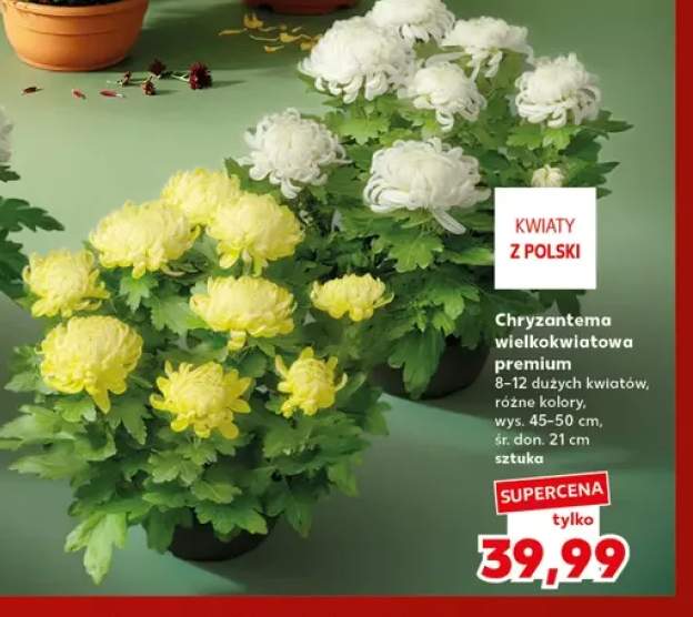 chryzantema