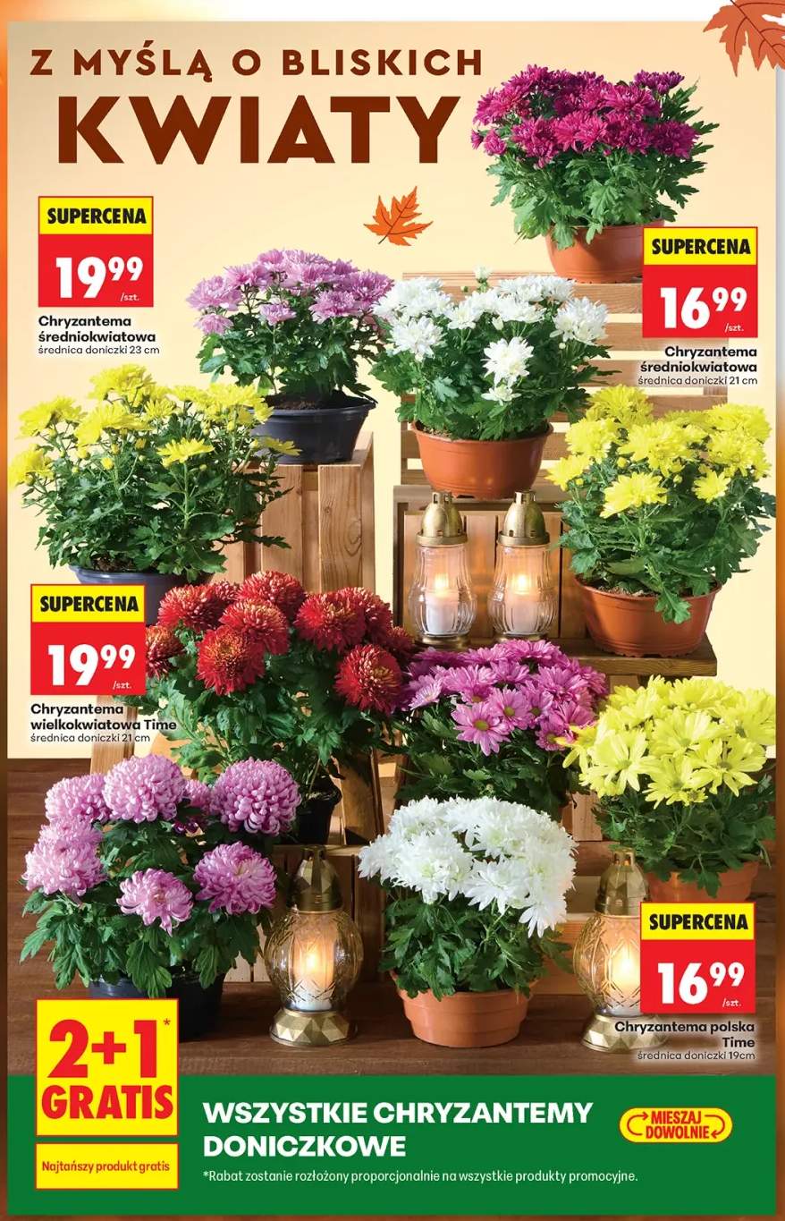 Chryzantema wielkokwiatowa Time średnica doniczki 21 cm +4 warianty