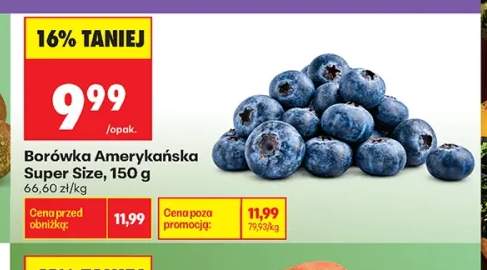 Borówka amerykańska Super Size