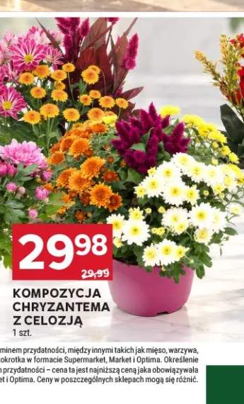 chryzantema